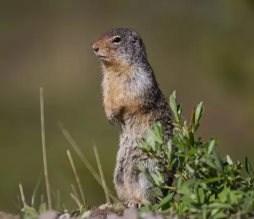 Columbian Ground Squirrel 
