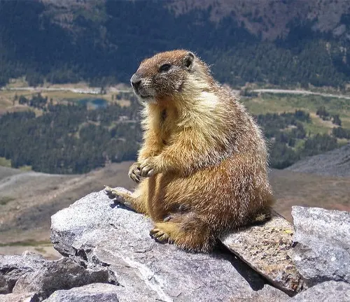 Test - Similo Mythes – Plateau Marmots