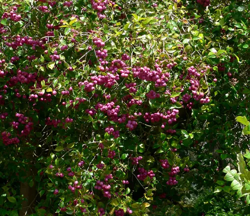 A close-up of a Lilly Pilly tree with pink berries and green leaves