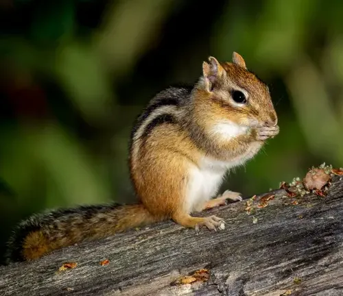 Chipmunk holding food with both hands while standing on a mossy branch