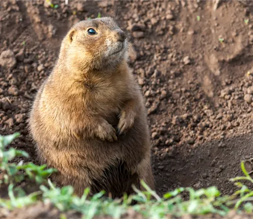 Alert prairie dog standing upright on its hind legs in a natural setting