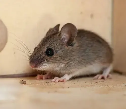 House Mouse 