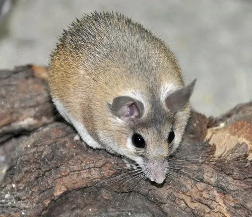 A Spiny Mouse perched on a rock