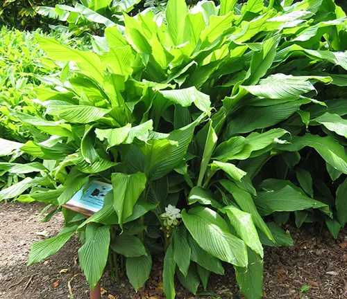 Lush green turmeric plant with broad leaves in a garden