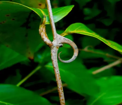 Close-up of a Cat’s Claw vine wrapped around a stem amidst green leaves