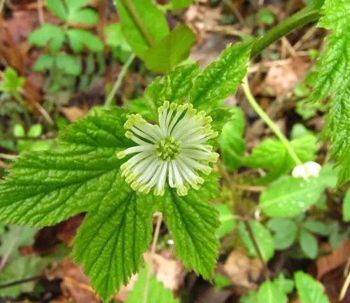 Goldenseal plant with a white flower blooming amidst green leaves in an outdoor setting