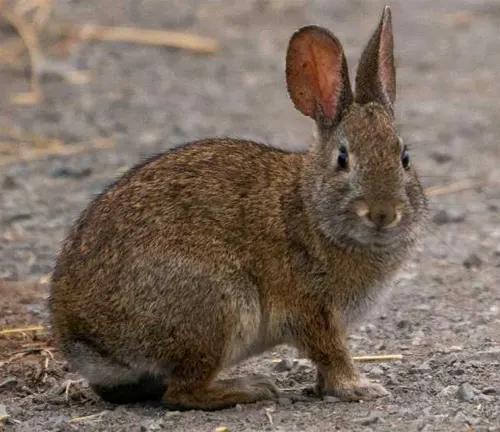A Brush Rabbit sitting on the ground amidst dirt and small pieces of straw or dried grass