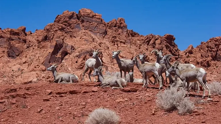 A group of bighorn sheep grazing at the red rocky terrains of Valley of Fire State Park