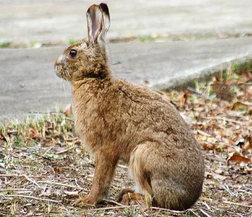 Japanese Hare, characterized by its brown fur and long ears, sitting on the ground in a natural outdoor setting