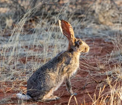 Cape Hare with a greyish-brown fur coat, sitting attentively on red soil amidst dry grass in a semi-arid environment