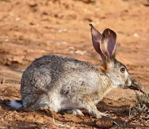 Scrub Hare with grey and white fur, crouched low on a dry, reddish-brown ground in a sparse vegetation
