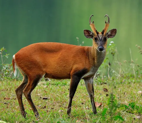 Muntjac deer standing alert in a grassy area with a blurred green background
