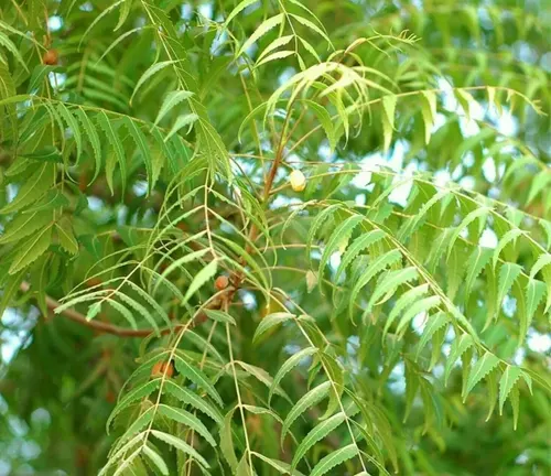 Close-up of vibrant green Neem tree leaves against a lush foliage background
