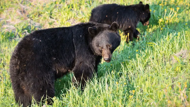 two black bears in a vibrant ecosystem of Pisgah National Forest