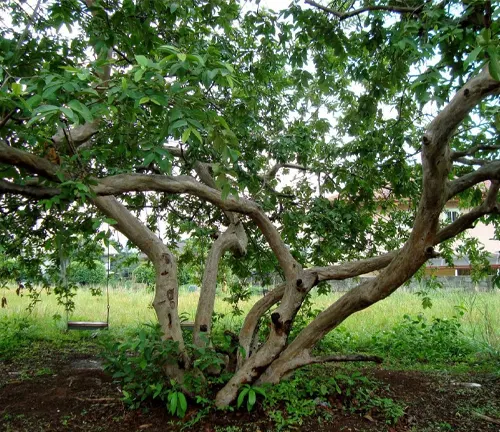 A mature guava tree with sprawling branches in a green field