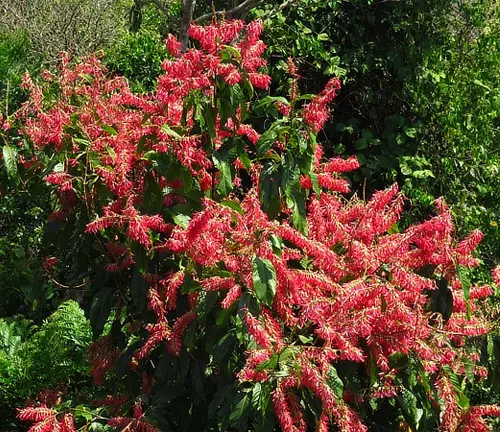 a vibrant Palo Santo tree in full bloom, with an abundance of bright red flowers contrasting beautifully against the green foliage, situated in a well-maintained garden or natural forested area under sunlight