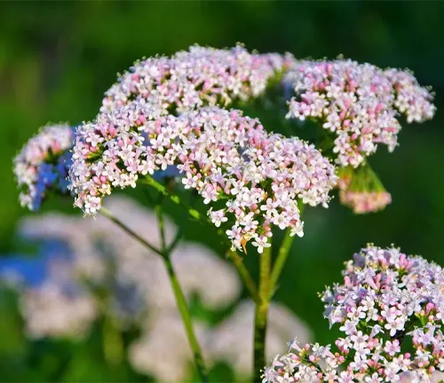 The Valerian plant, scientifically known as Valeriana officinalis, is a perennial herb that has been revered for its medicinal properties for centuries. Native to Europe and parts of Asia, this herb is characterized by its delicate clusters of sweetly scented pink or white flowers that bloom in the summer. The plant's root, however, is the primary source of its therapeutic benefits. Valerian has long been employed as a natural remedy to alleviate conditions such as insomnia and anxiety.