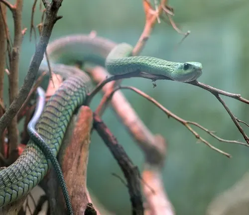 Green Boomslang snake coiled on tree branch