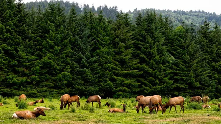 A herd of elk grazing in a green meadow with dense, dark green pine trees in the background at White Mountain National Forest