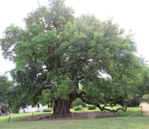 A large, lush Osage Orange Tree with a thick, gnarled trunk and expansive green canopy