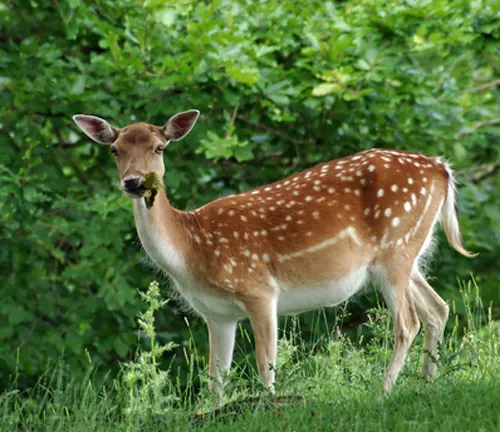 Axis deer standing in greenery