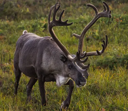Reindeer with large antlers walking through a grassy field