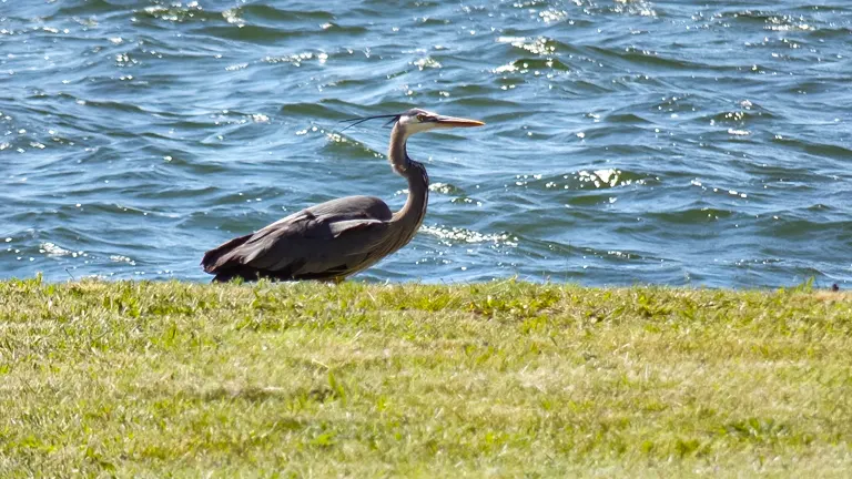Heron standing on the grassy shore by the sparkling waters at Presque Isle State Park