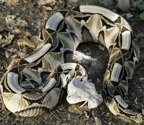 Coiled Gaboon Viper on a leafy ground