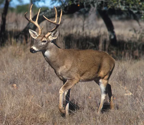A White-tailed Deer with prominent antlers standing in a field