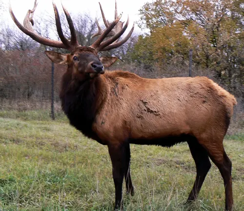 Majestic North American Elk with large antlers standing in a grassy field with trees in the background
