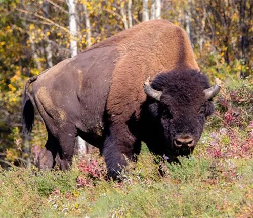 A Plains bison grazing in a colorful meadow with trees in the background