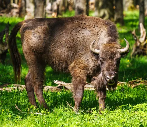 European Bison standing in a lush green forest