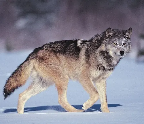 A gray wolf walking in the snow