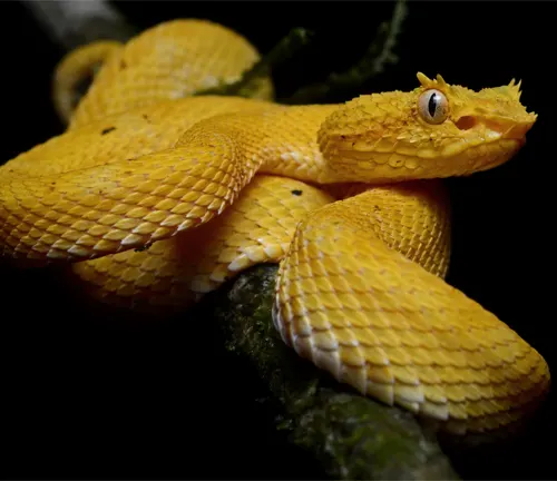Bright yellow Eyelash Viper coiled on a textured branch