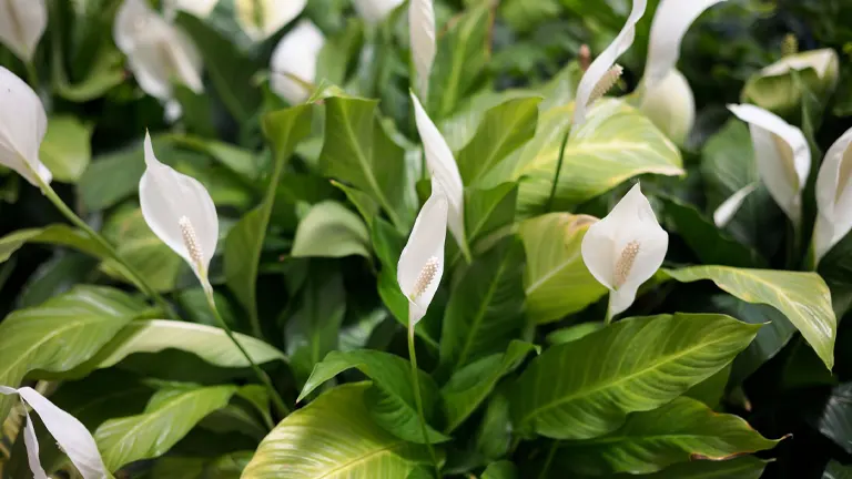 Peace Lily