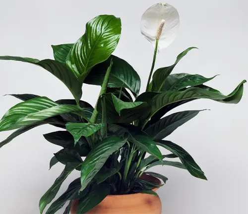 A Peace Lily plant with dark green leaves and a white flower in a terracotta pot against a white background