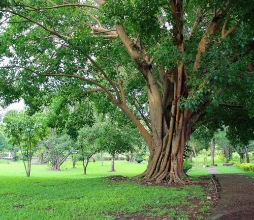 A large Narra tree in a park with green grass and other trees in the background