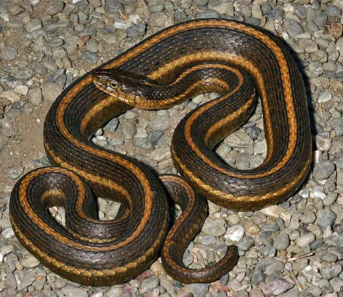 Close up of a Giant Garter Snake coiled on gravel