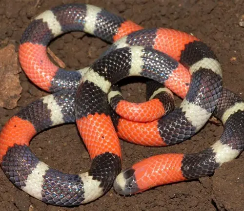 Close-up of a Western Coral Snake on dirt ground