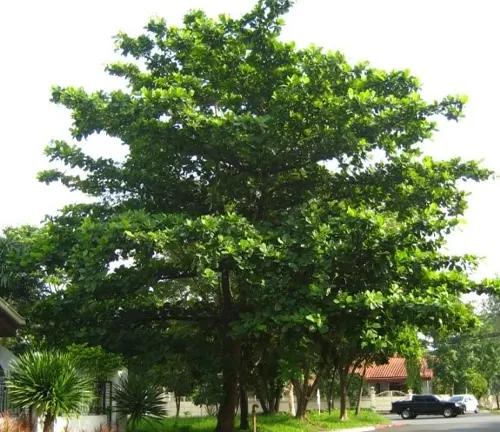 Large Talisay tree with green leaves on a street