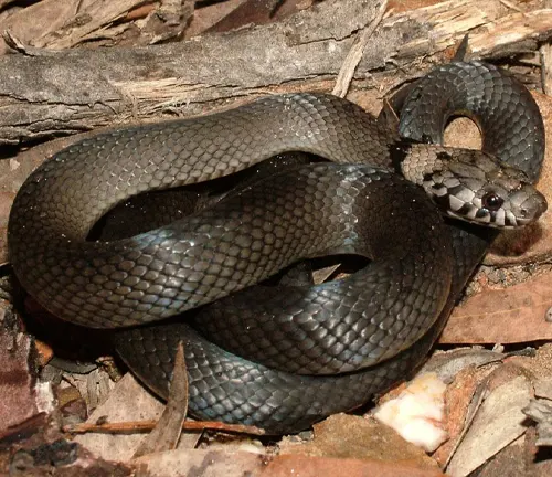 Pale-headed Snake – Forestry.com