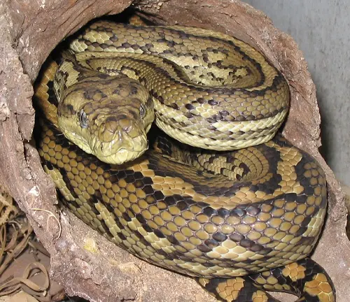 Coastal Carpet Python