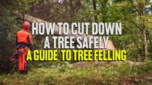 How to Cut Down a Tree Safely: Guide to Tree Felling