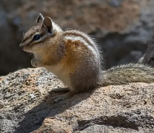 Close-up of a Allen's Chipmunk perched on a textured, grey rock, gazing into the distance