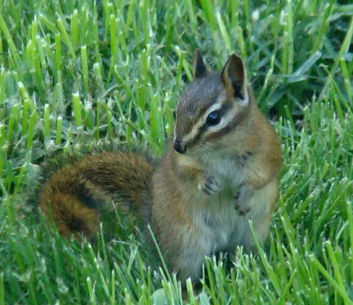 Alert Red-tailed Chipmunk
 sitting upright in lush green grass