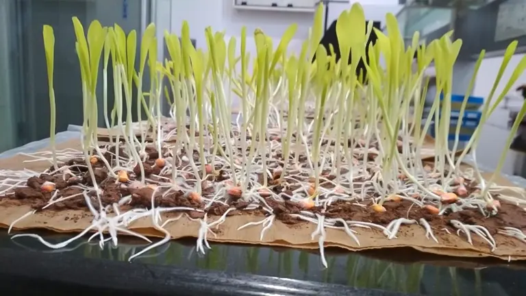 Young seedlings sprouting from seeds on a flat surface, symbolizing the start of growth and long-term seed viability