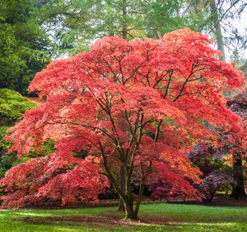 Vibrant red Japanese Maple tree in a lush green garden