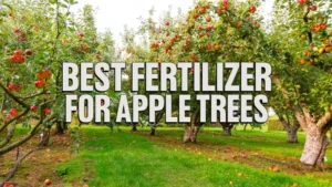 Best Fertilizer for Apple Trees