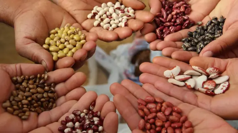 Multiple pairs of hands each holding a different type of seed, symbolizing seed saving as a community practice