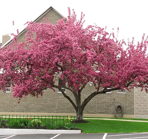 A vibrant Dogwood tree in full bloom with pink flowers, in front of a stone building